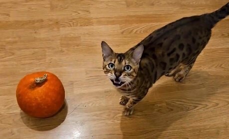 When you have a nice pumpkin and you feel nice