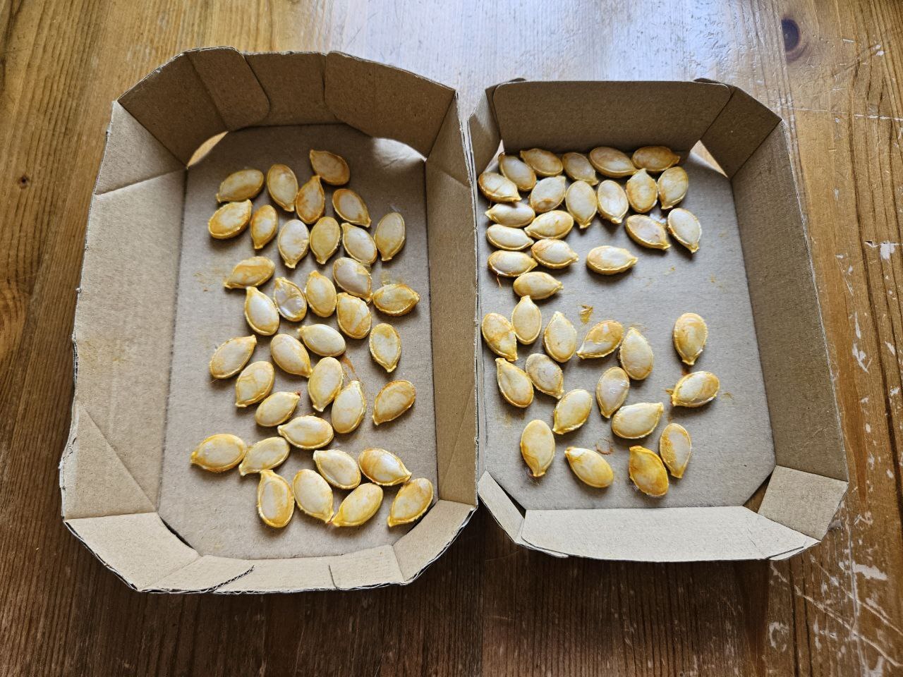 Squash seeds drying in cardboard trays